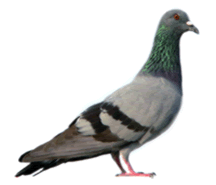 picture of pigeon