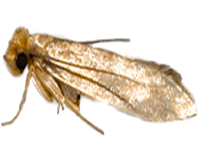 picture of common clothes moth