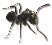 picture of black ant