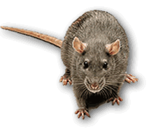picture of rat