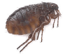 picture of flea 
