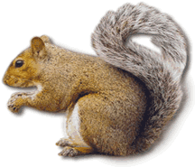 picture of squirrel