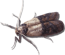 picture of indian meal moth